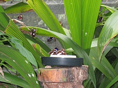 CairnsTC395 Butterflies Sanctuary